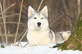 SIBERIAN HUSKY 167